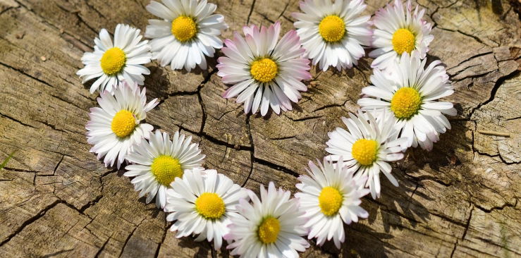 Jak naturalnie wspierać układ sercowo-naczyniowy?